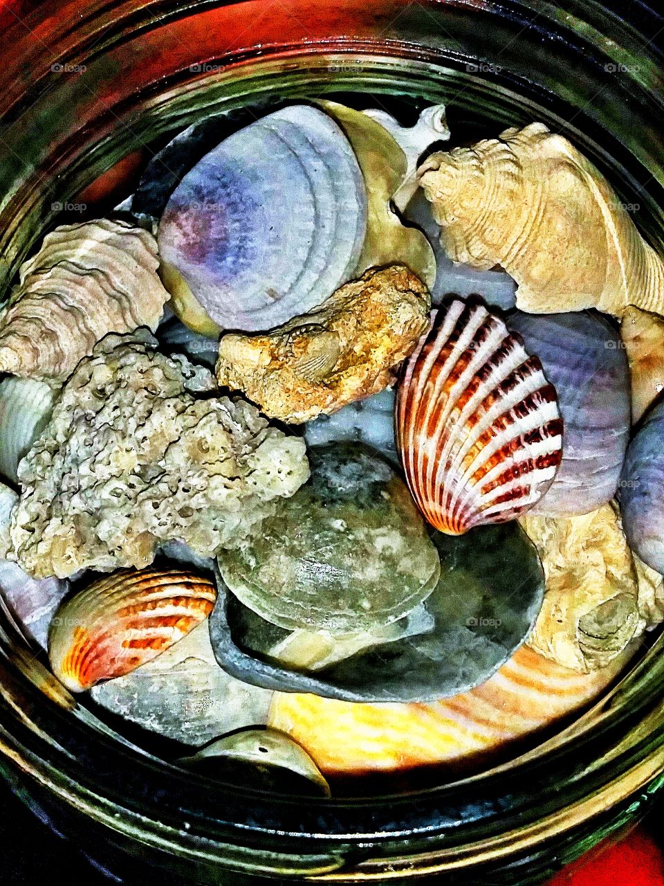 bright colored seashells