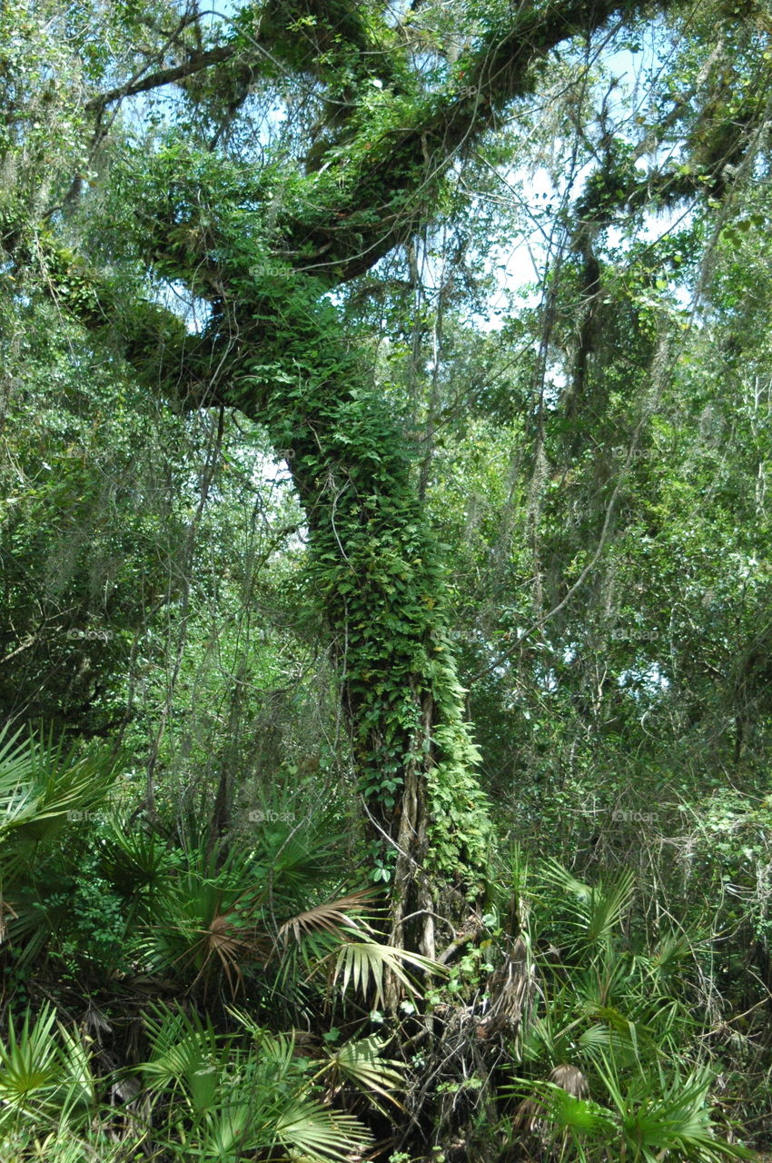 Resurrection ferns growing up an oak tree