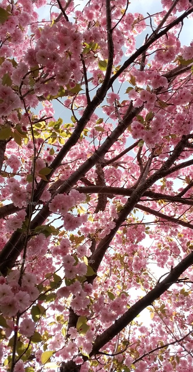 Pink Springtime Blooms
