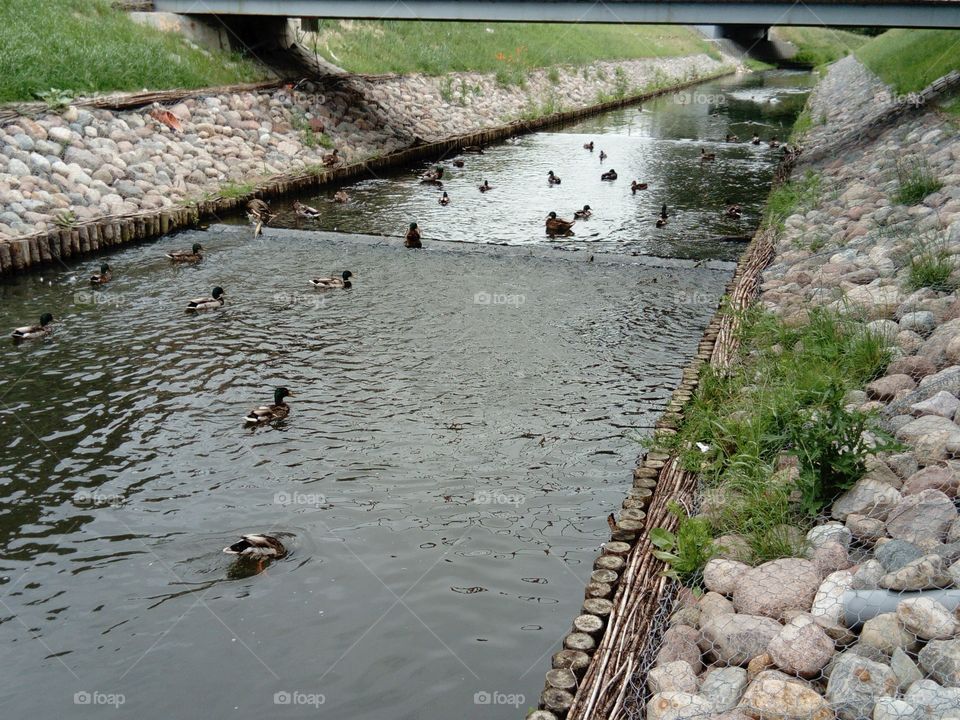 Animals. Ducks in river. Lipno