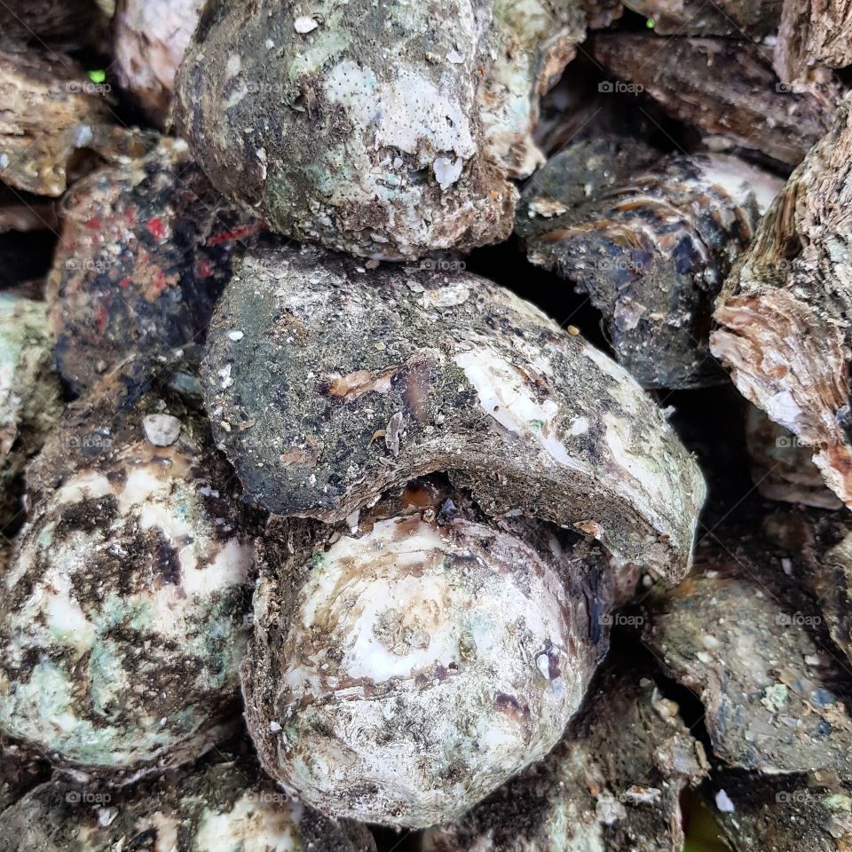 Oyster shellfish seafood
