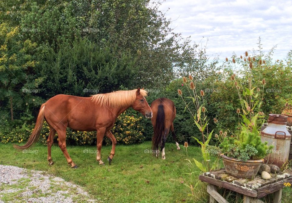 Close-up of horses on grass