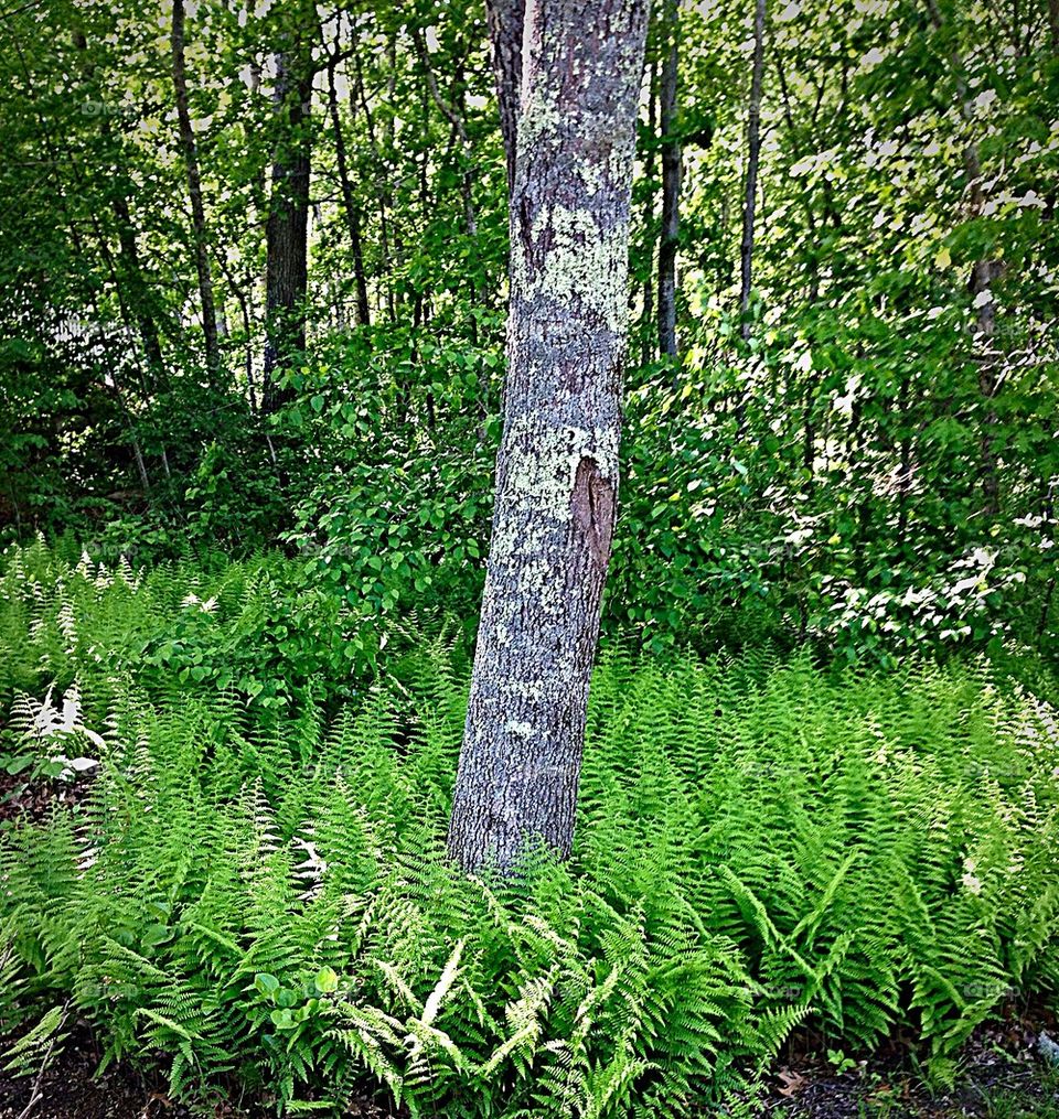 Tree surrounded by ferns