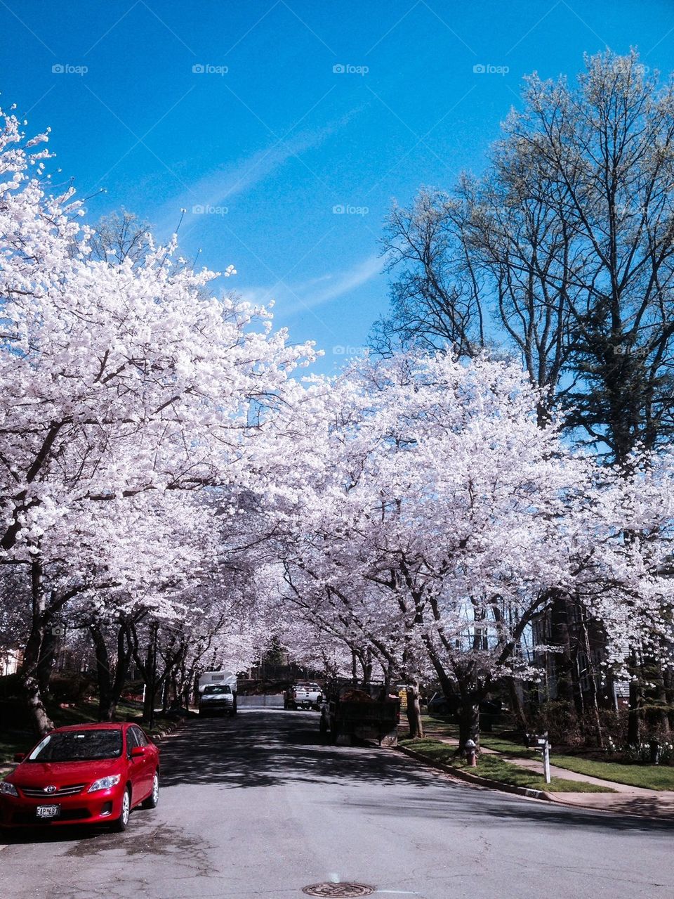 Snow Meadow Drive