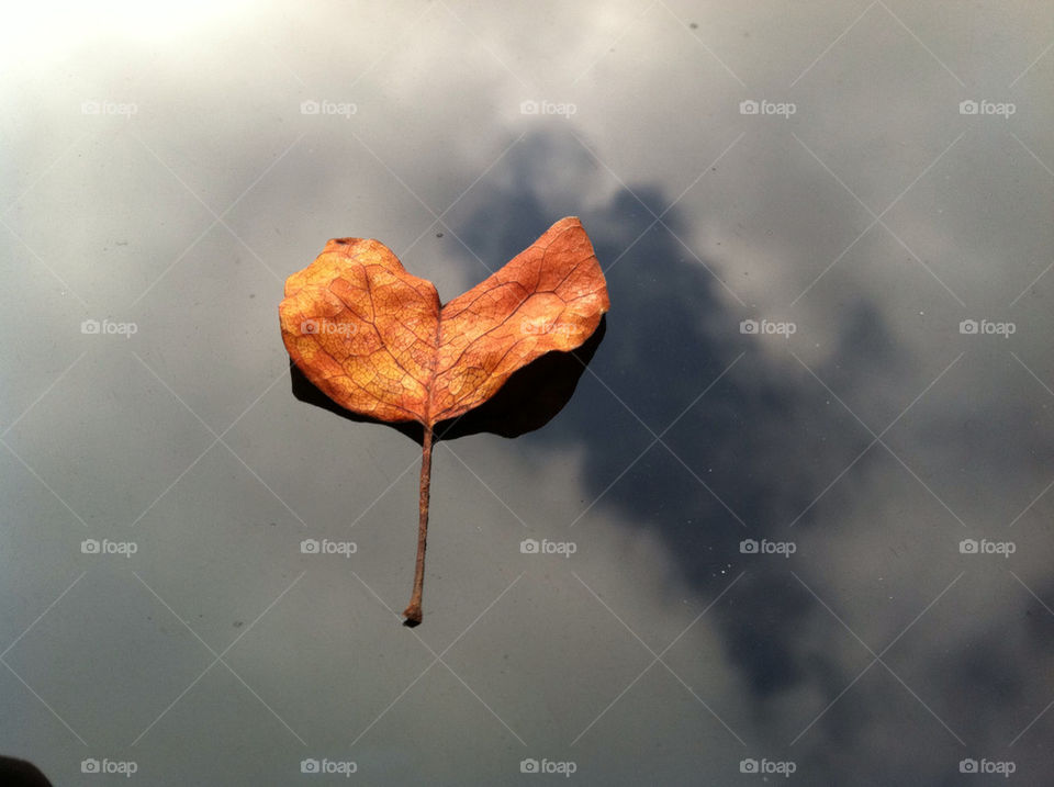 clouds leaf heart love by luckie