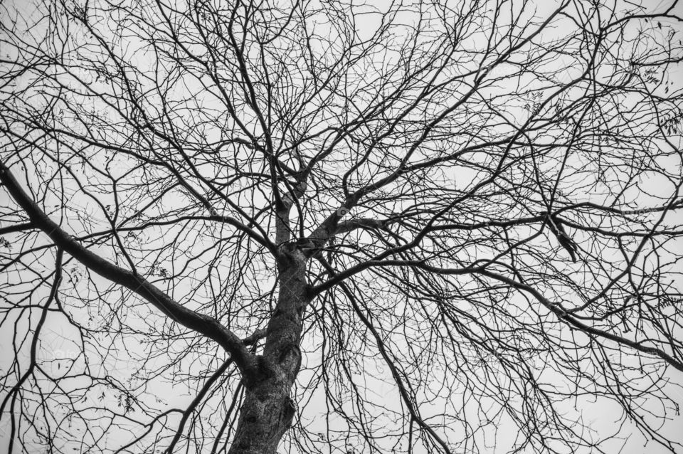 Empty Tree Background