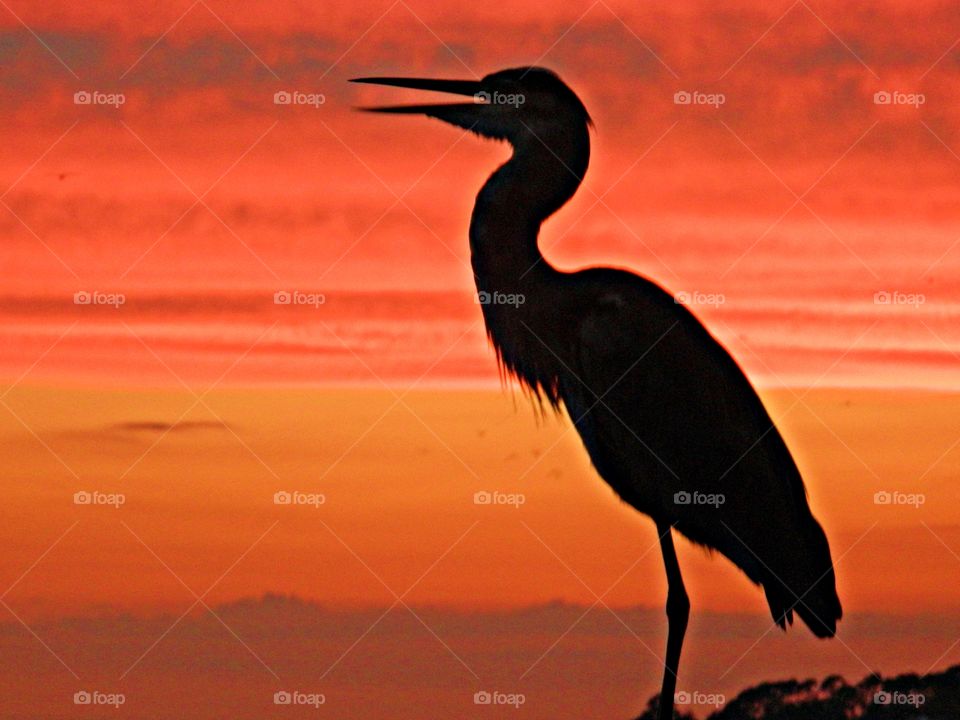 Great Blue Heron in the sunset. The Great Blue Heron is the king of the wading birds! They wade in the shallows and are quite adept at catching frogs, crayfish and small fish!