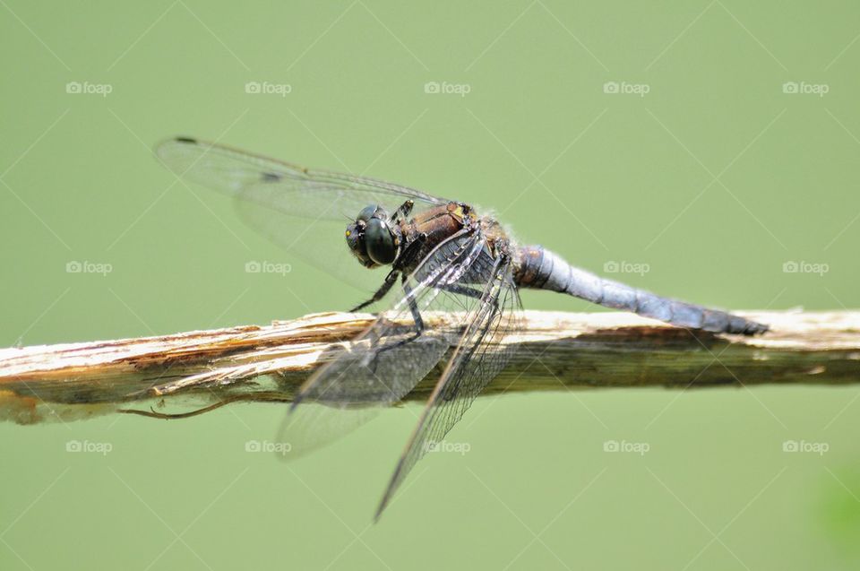 Dragonfly