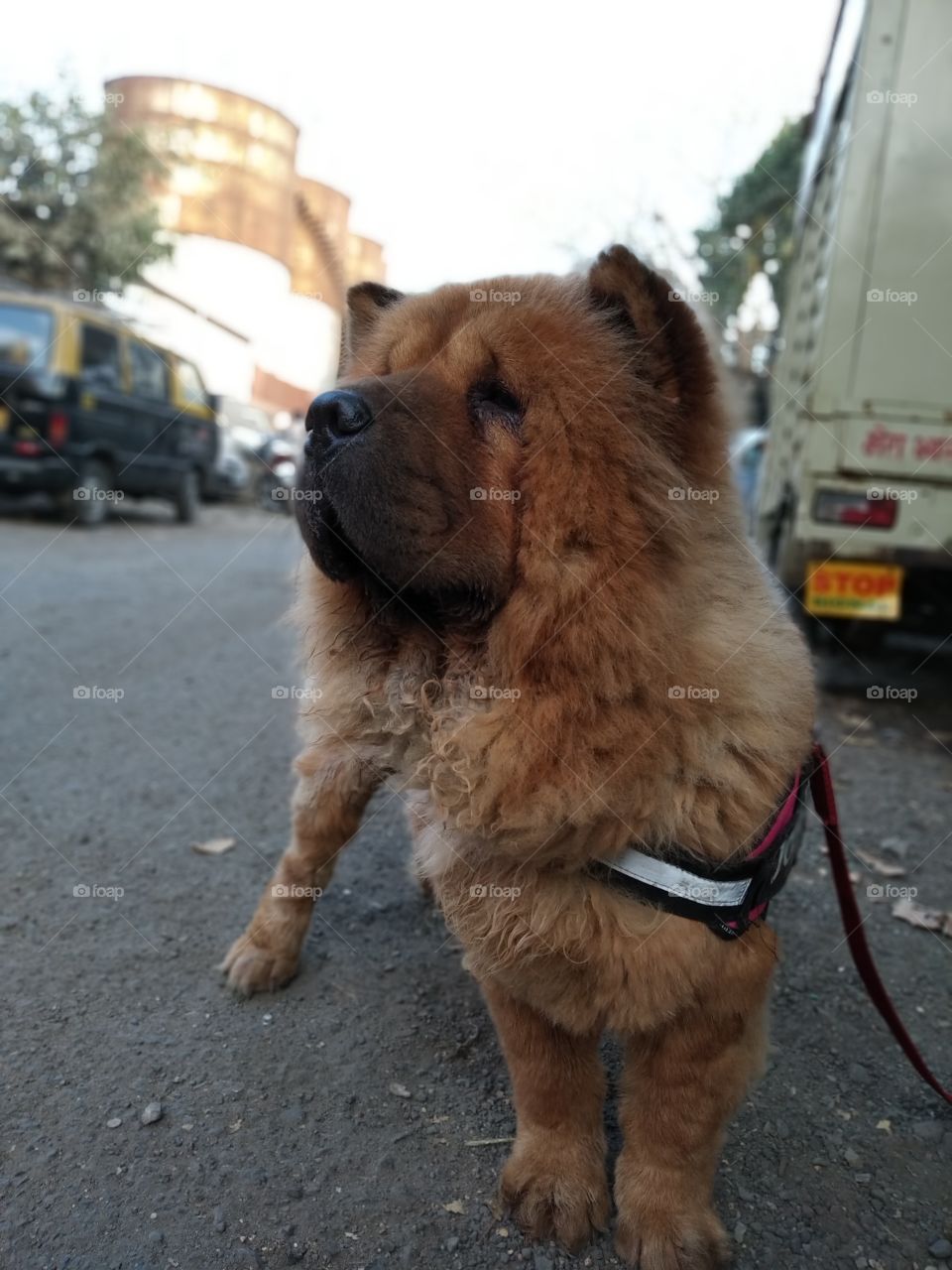 Chow Chow