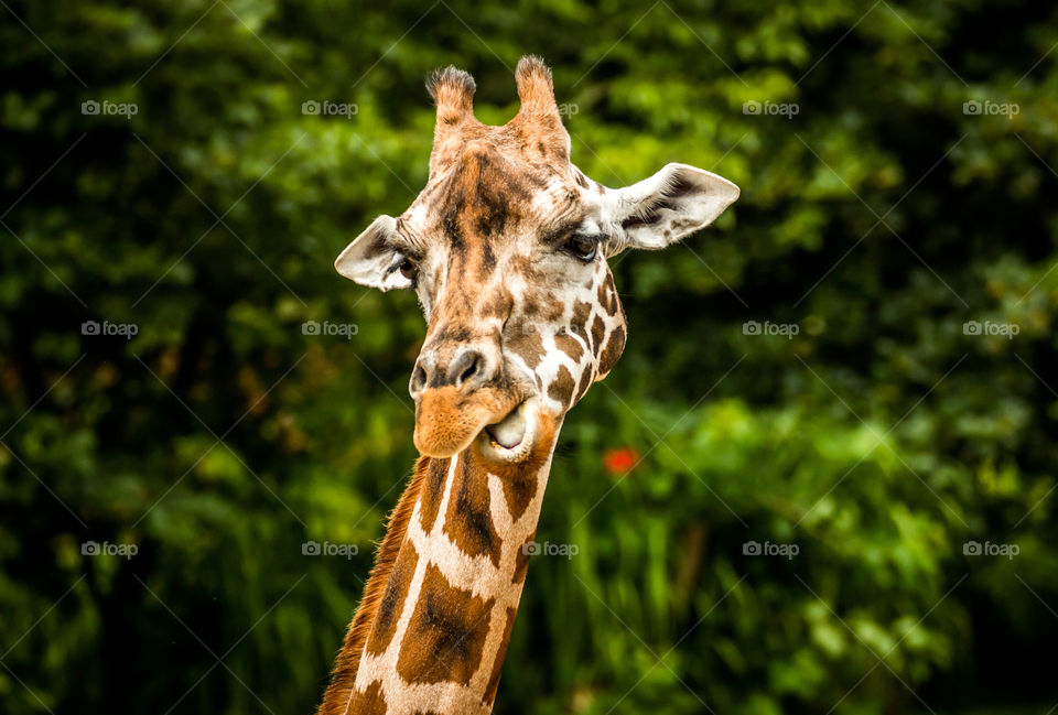 Giraffe