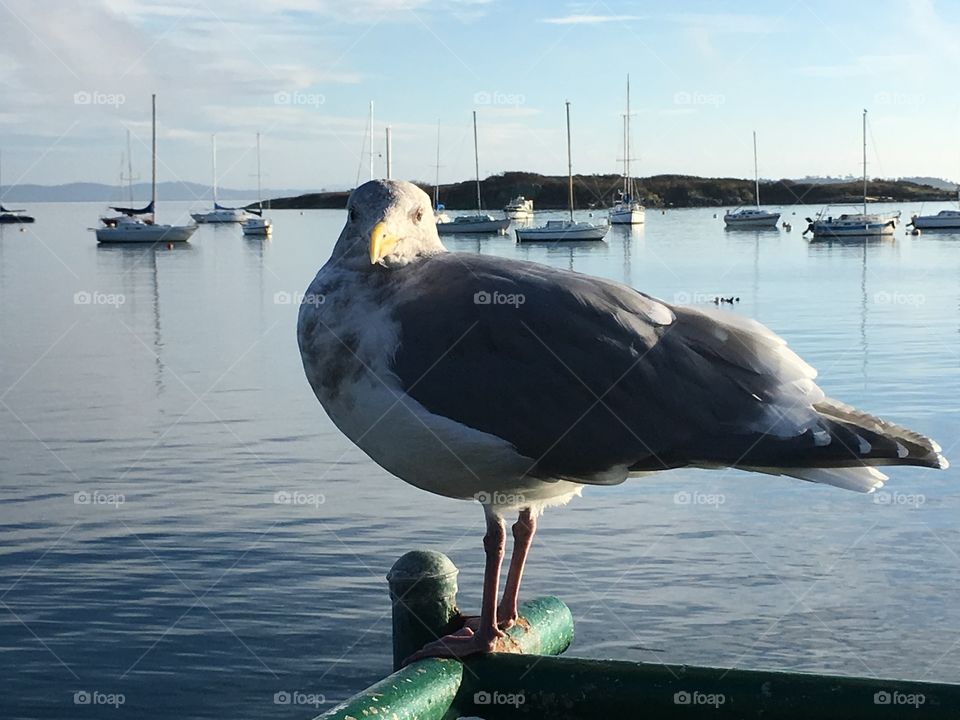 Seagull resting on a dock