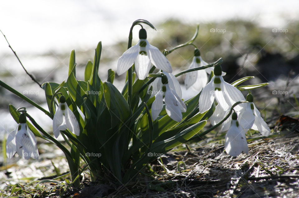 early spring snowdrops