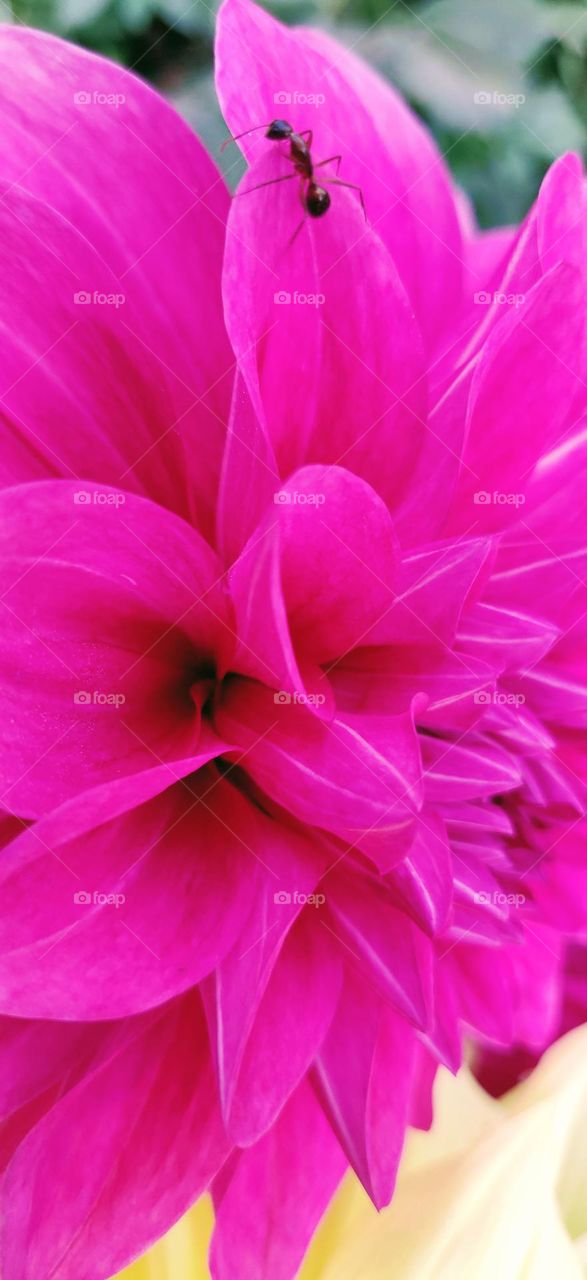 Beautiful pink dahlia flower with an ant perched on it .