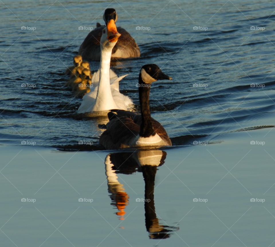 family swimming geese goose by lightanddrawing