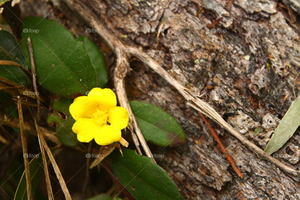 Little yellow flower 