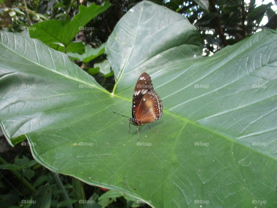Beautiful butterfly perched on a wide taro leaf