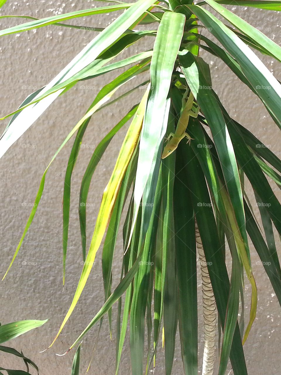 camouflaged chameleon. camouflaged chameleon