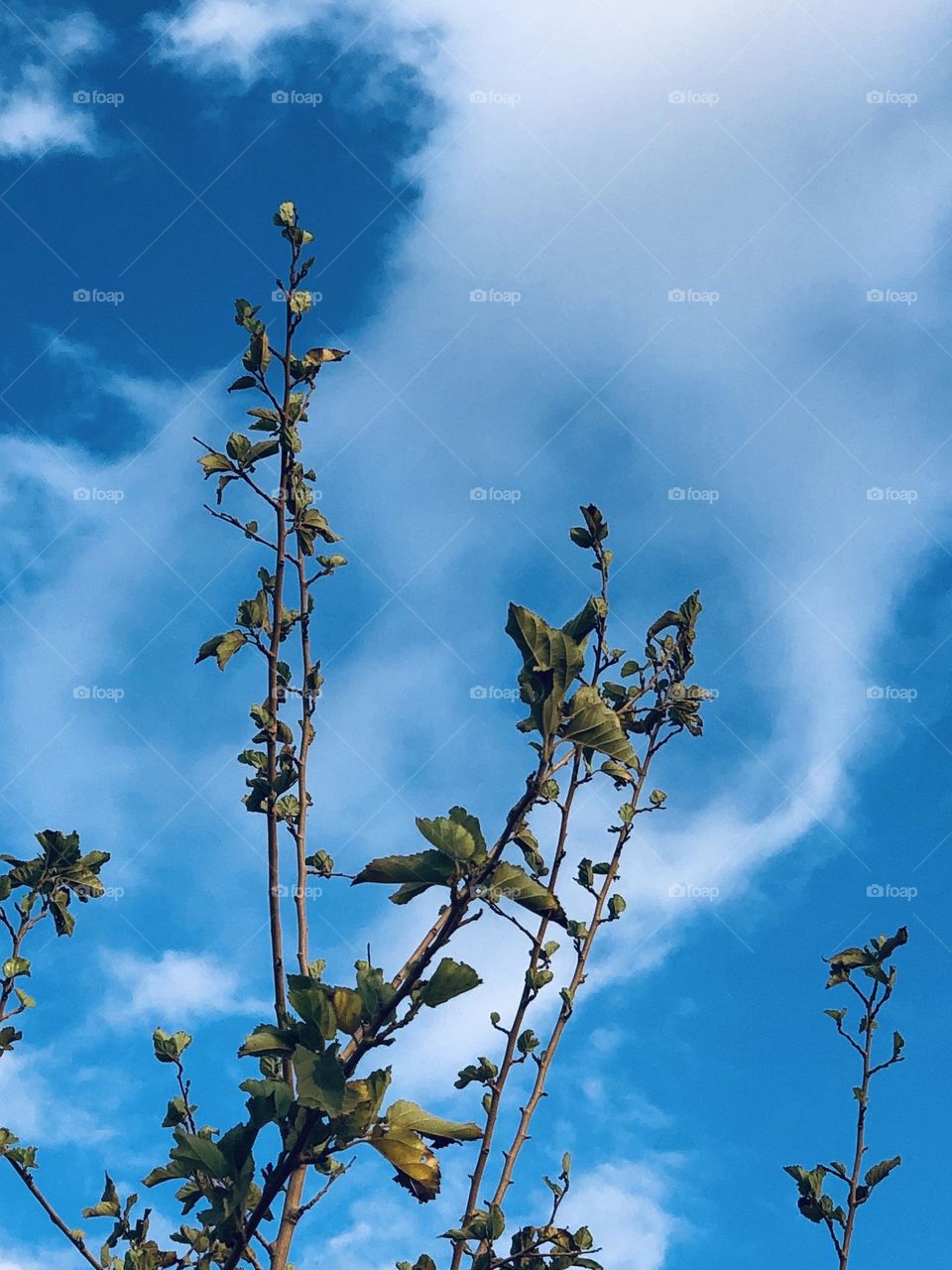 Beautiful plants embracing blue sky