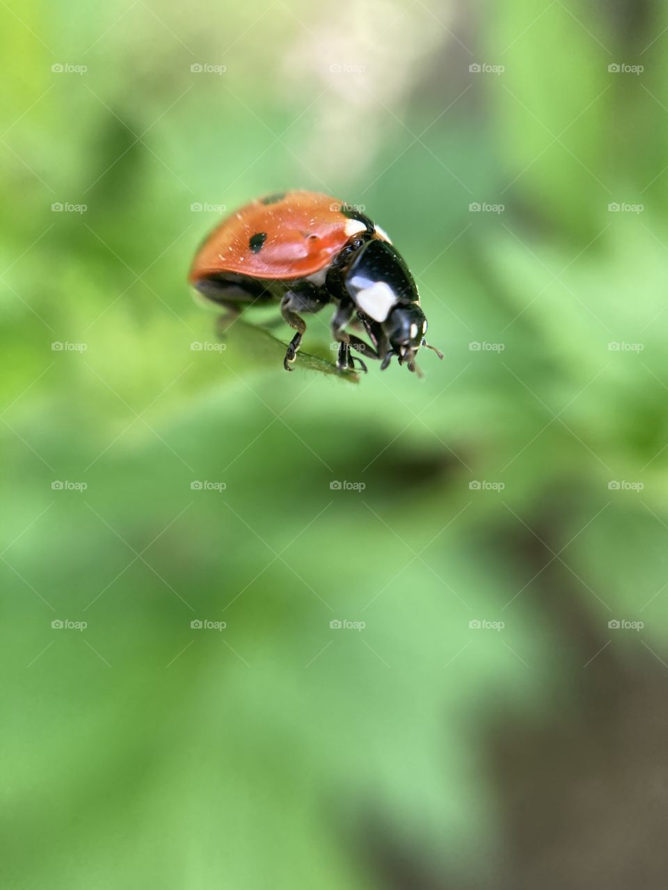 ladybug