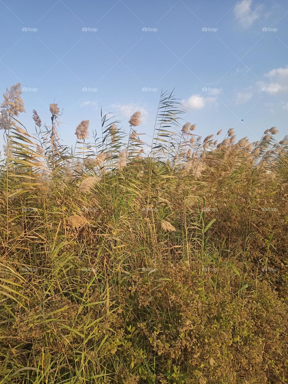 sky and plants 😌 amazing , agreen colour mix sky .