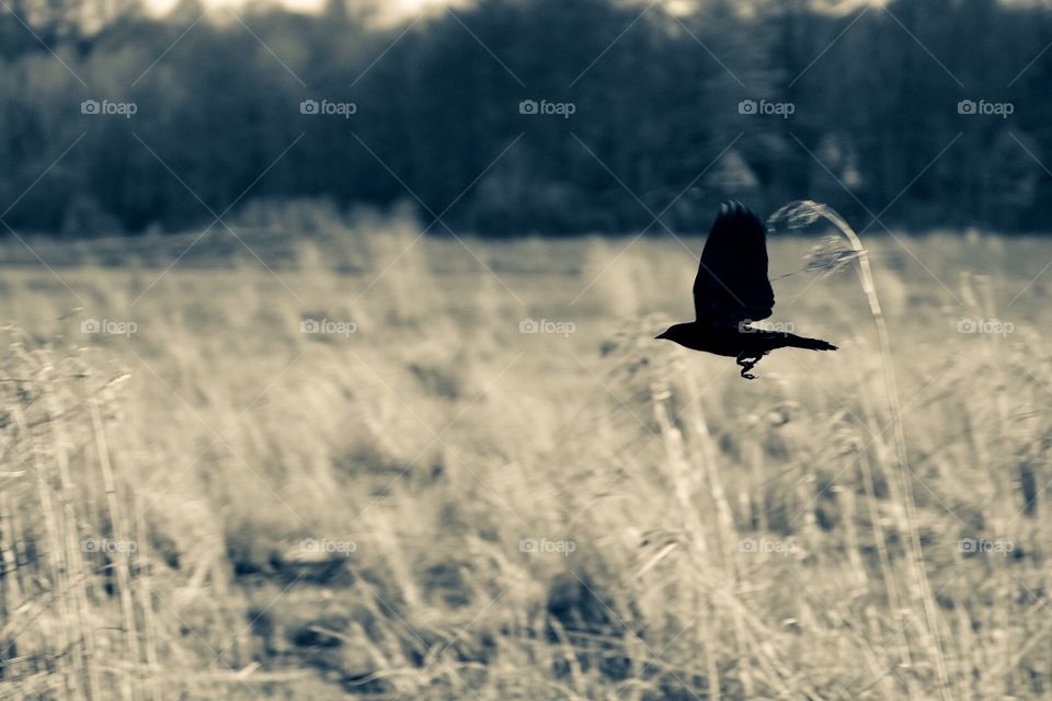 Silhouette Of A Bird In A Field, Bird Flying In A Field, Crow In Ohio, Silhouette Of A Bird, Monochromatic Silhouette, Silhouettes In Nature, Captured The Moment, Action In Nature, Wildlife In The Midwest