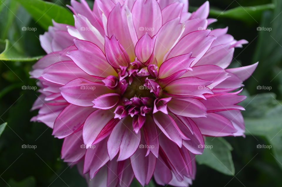 Pink Dahlia