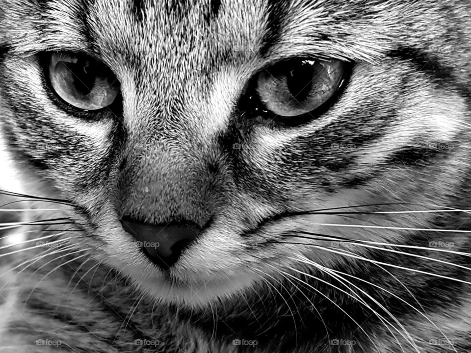 cat black white