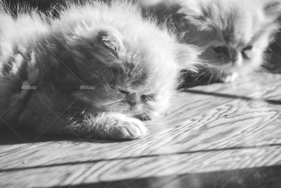 These two Persian kittens love napping in the sunlight coming through my front door.  