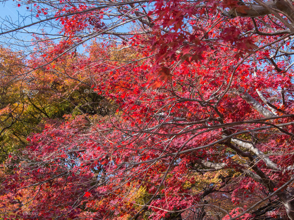 Autumn leaves Japan