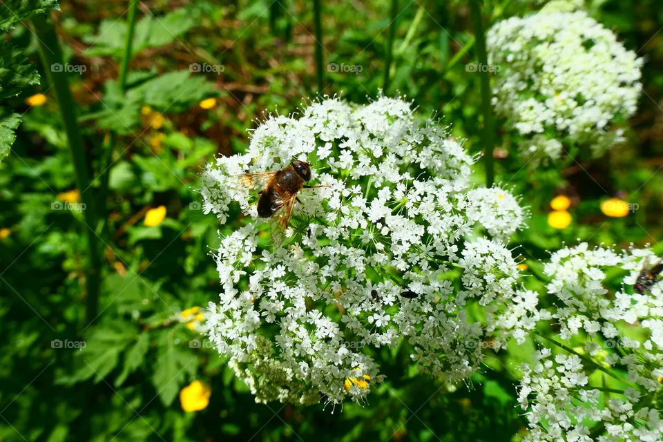 Biene auf Blüte