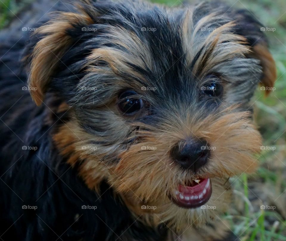 Portrait of terrier dog