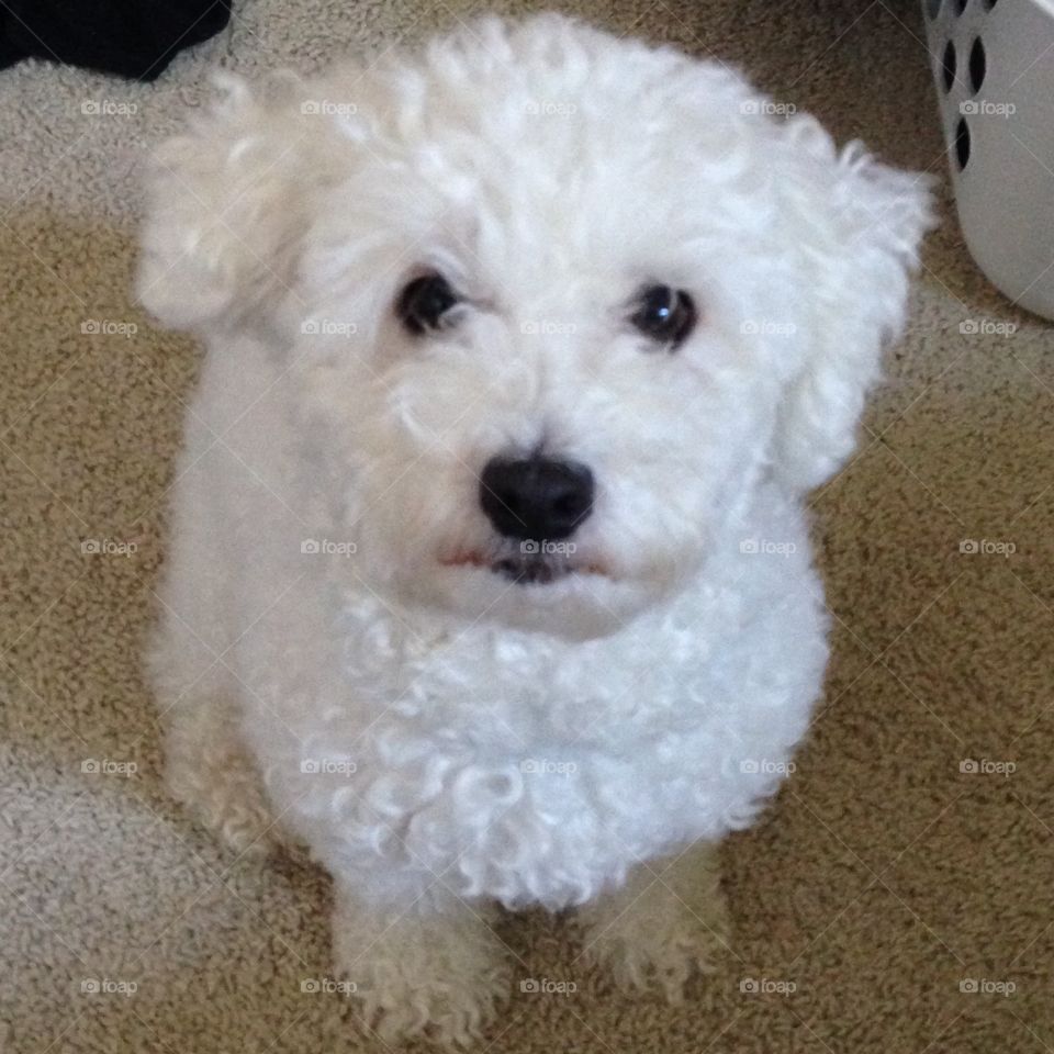 Bichon Maltese 