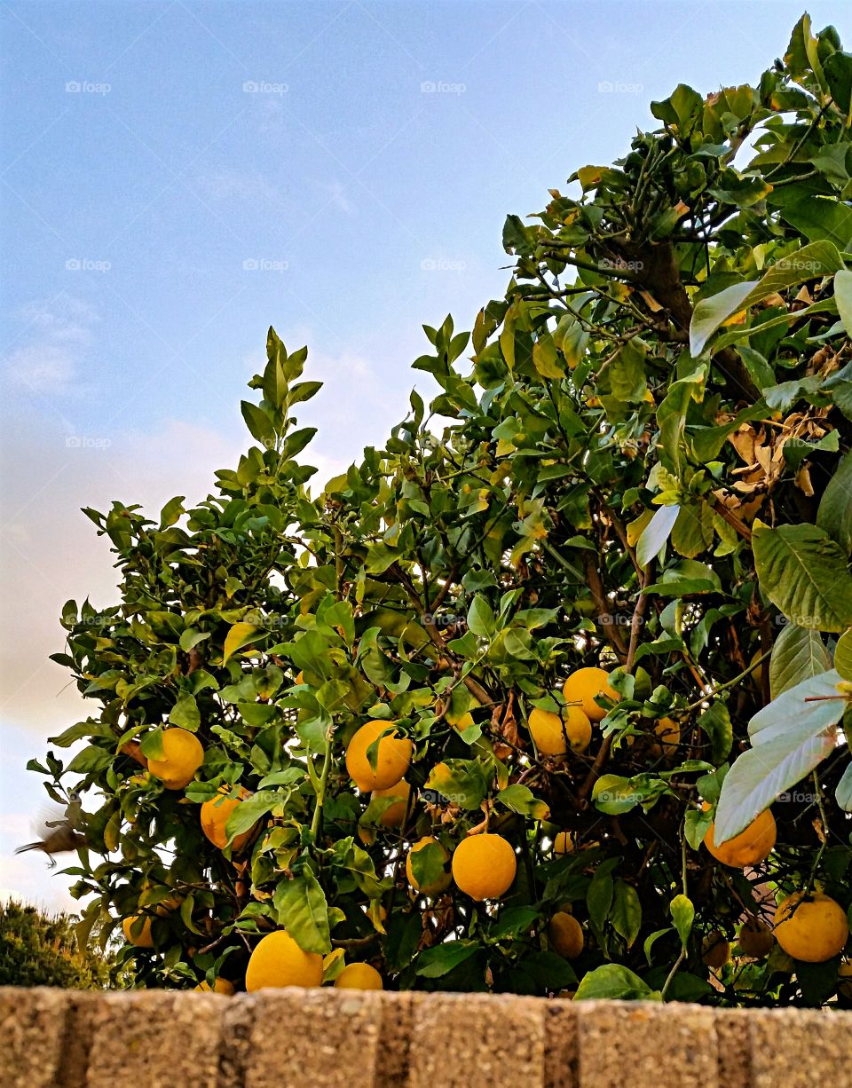 Fresh Lemons waiting to be harvested.