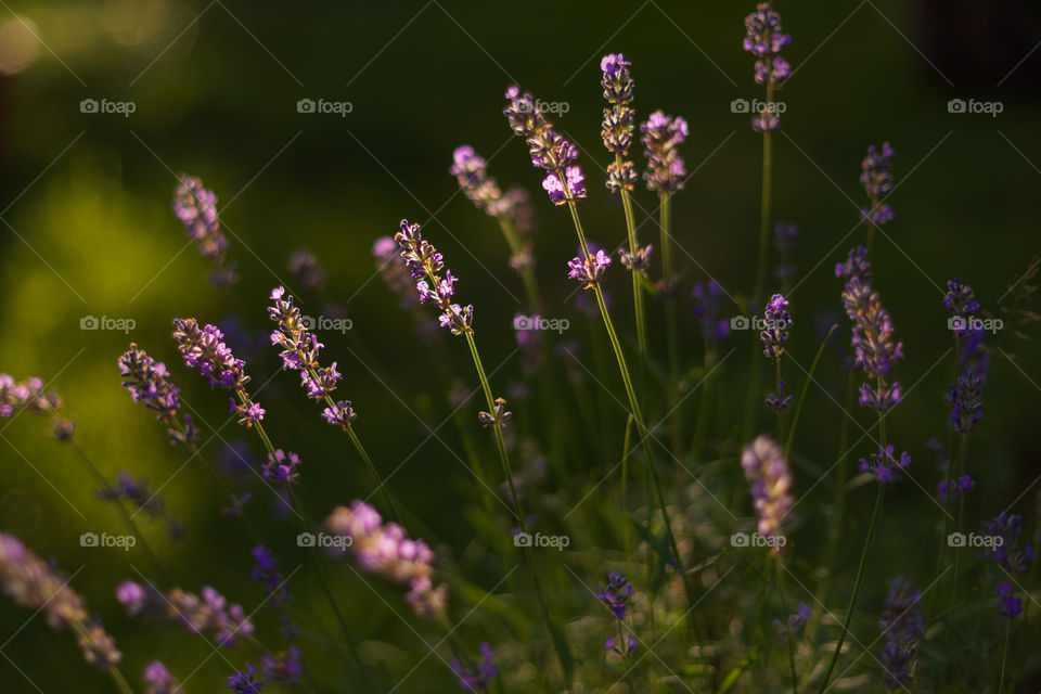 Wonderful lavender in the light of the sun