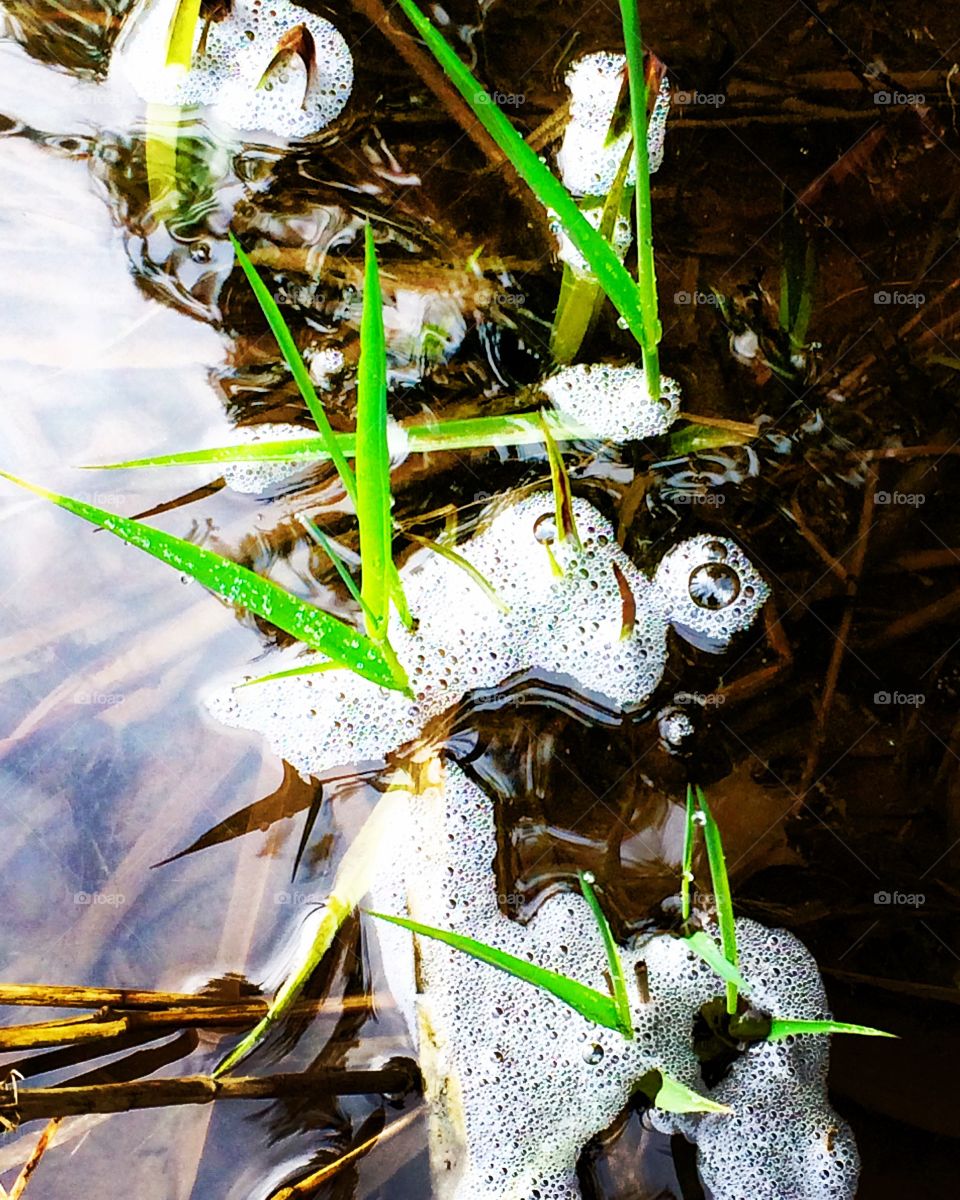 Fizzy bubbles resting in the grasses.