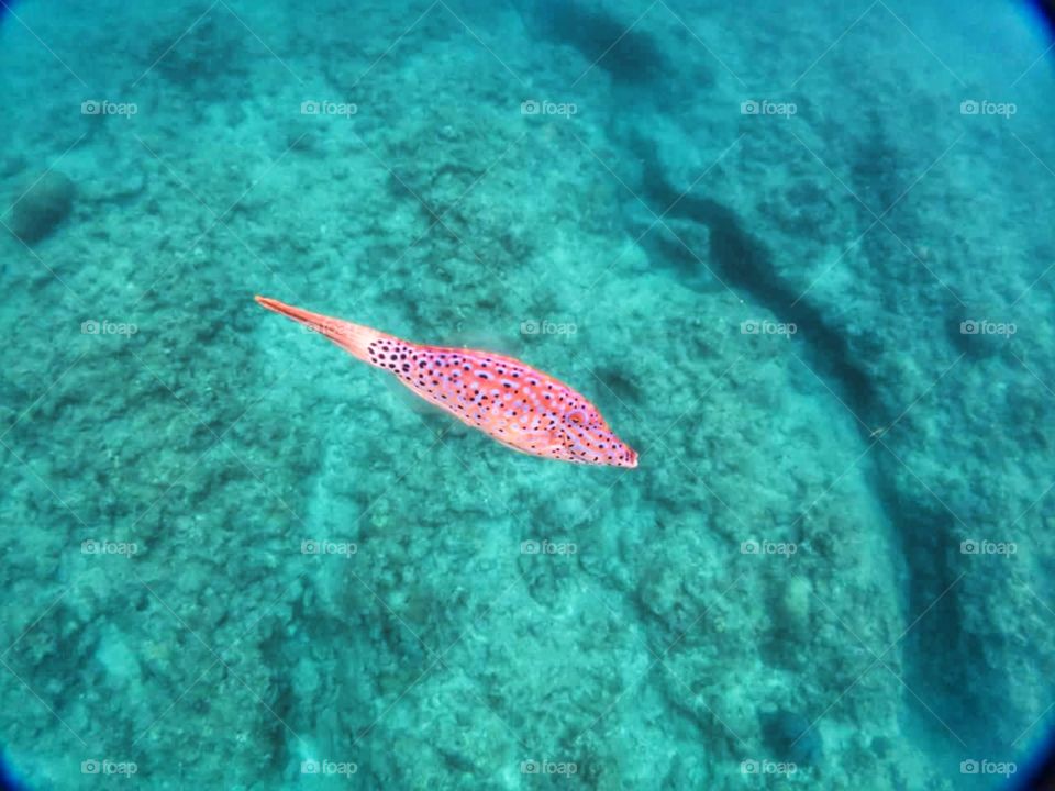 peixe rosa pink no fundo do mar fish