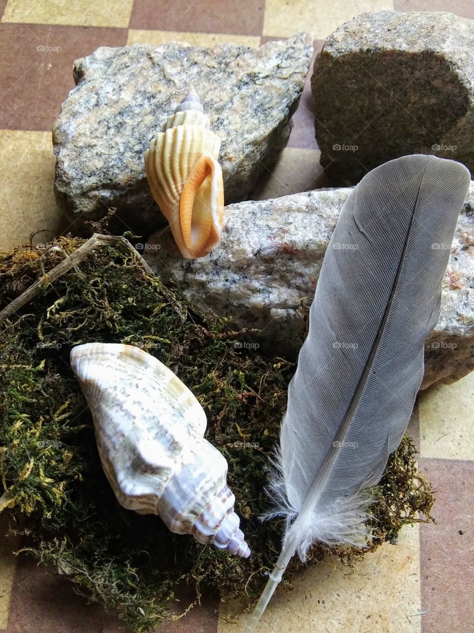 collection of natural objects