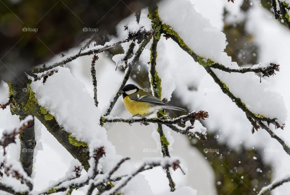 Beautiful great tit on snowy tree branch during a cold winter day