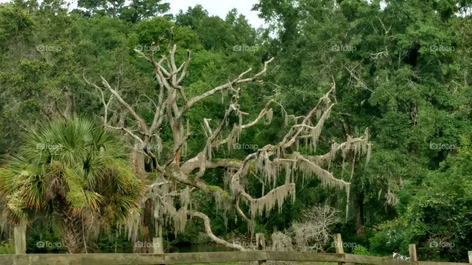 Dismal Forest tree with Spanish moss