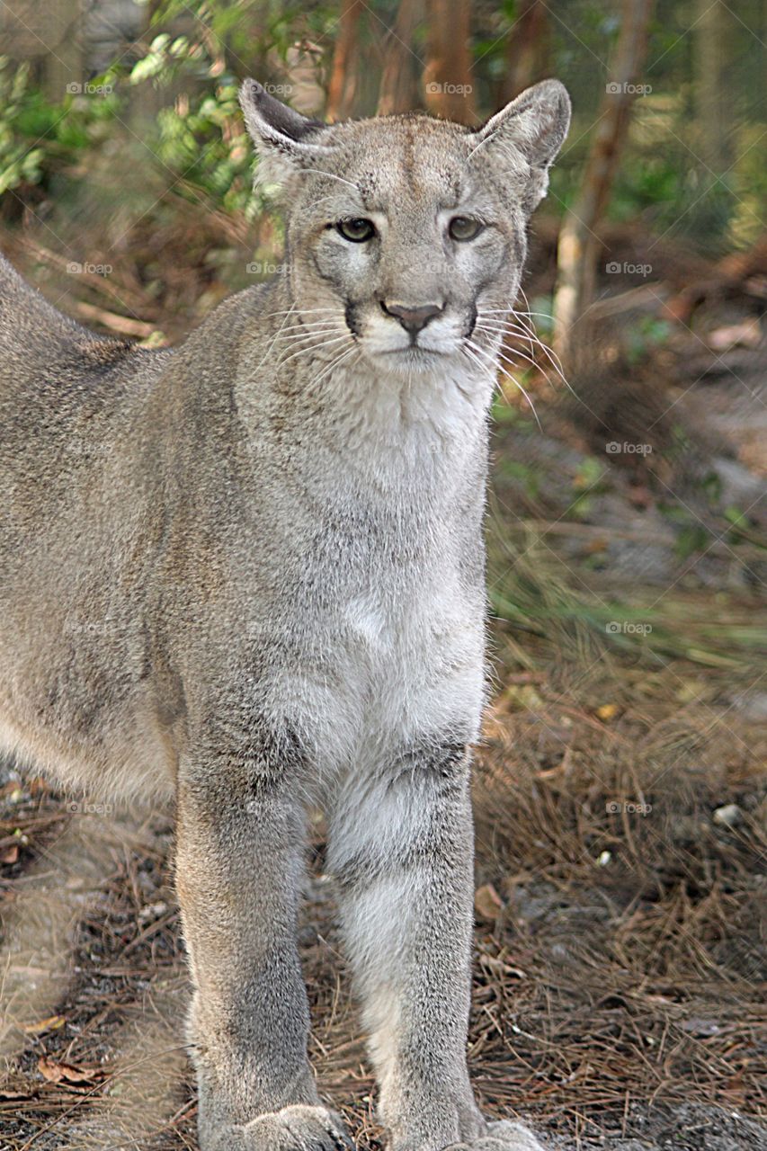 Florida panther in the woods in Florida. 