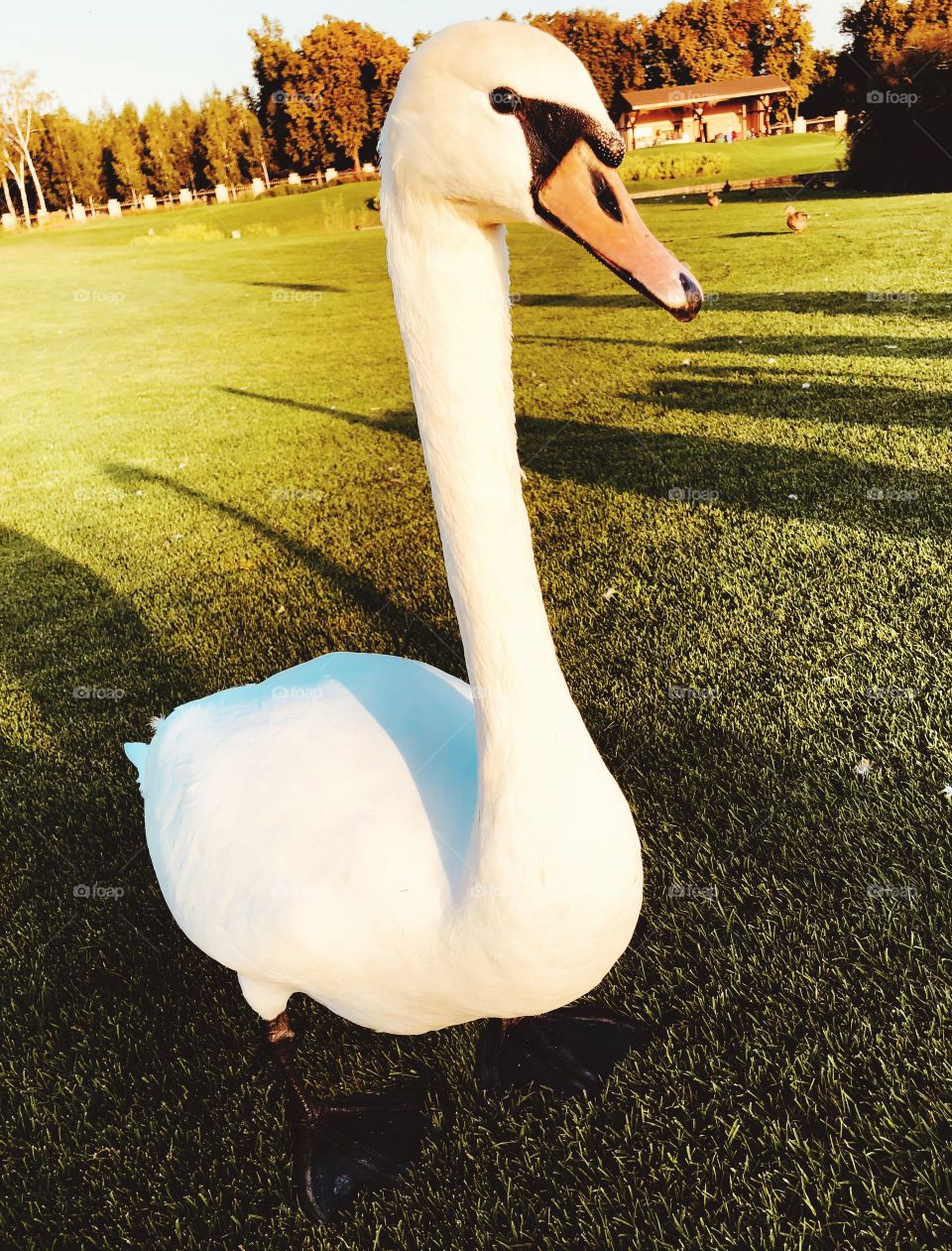 swan