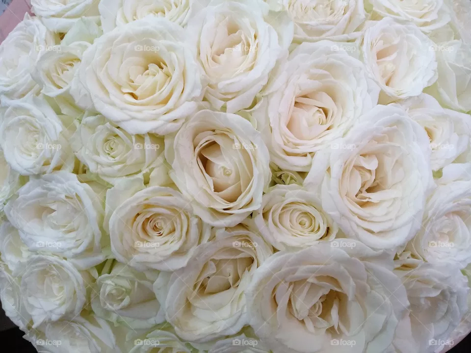 White head roses bunch