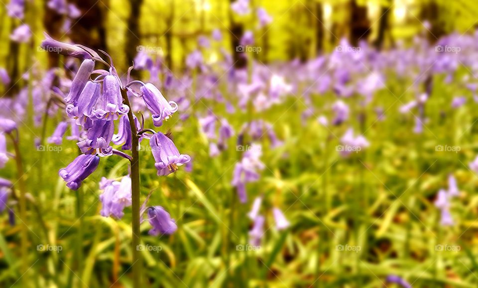 Bluebells Flowers Macro Bluebell Closeup Close-up Background Blur