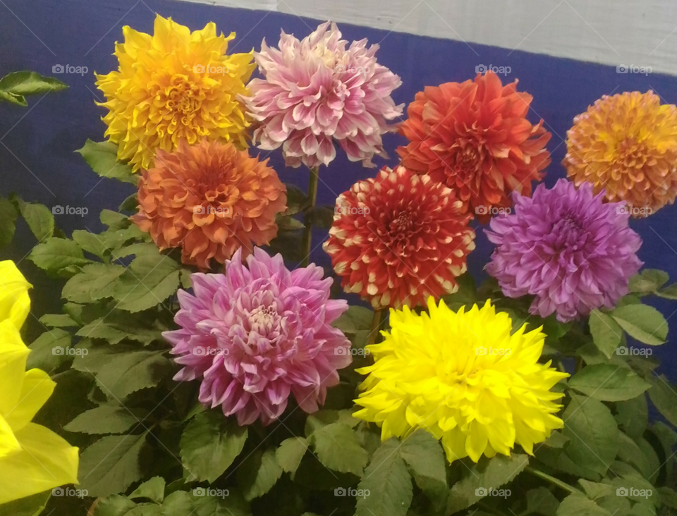 various  colors of  flowers