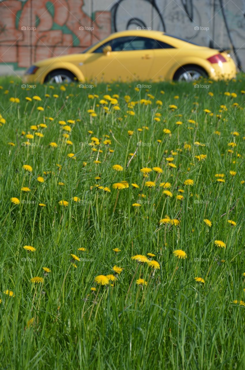 Dandelion and yellow car