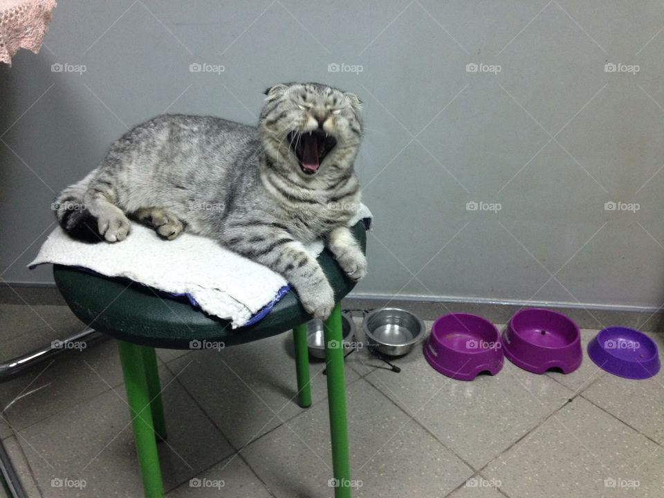 Scottish fold kitten sneezing 