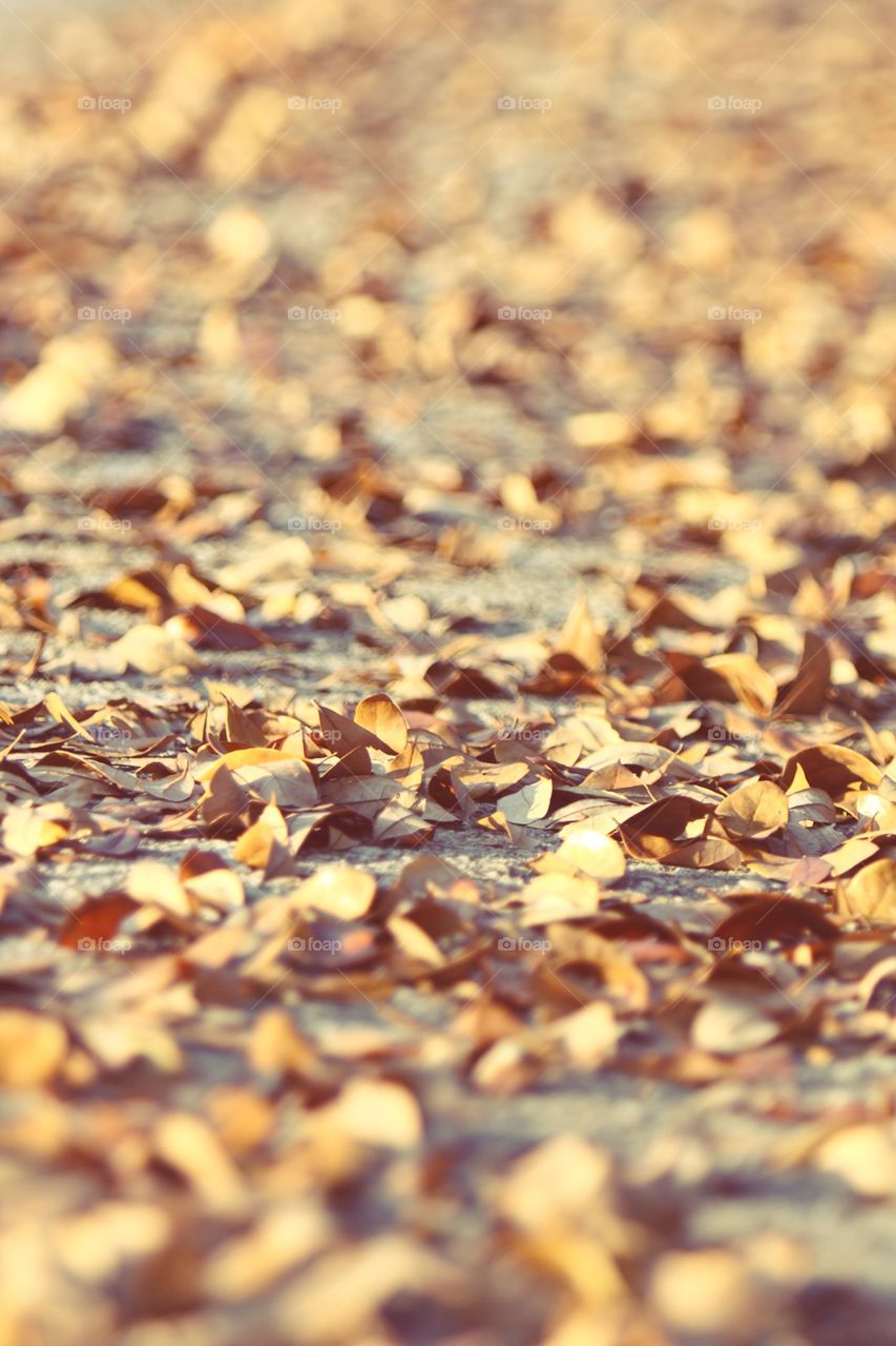 Fallen leaves