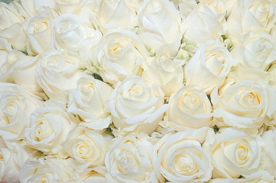 Bouquet of white roses. Top view close-up