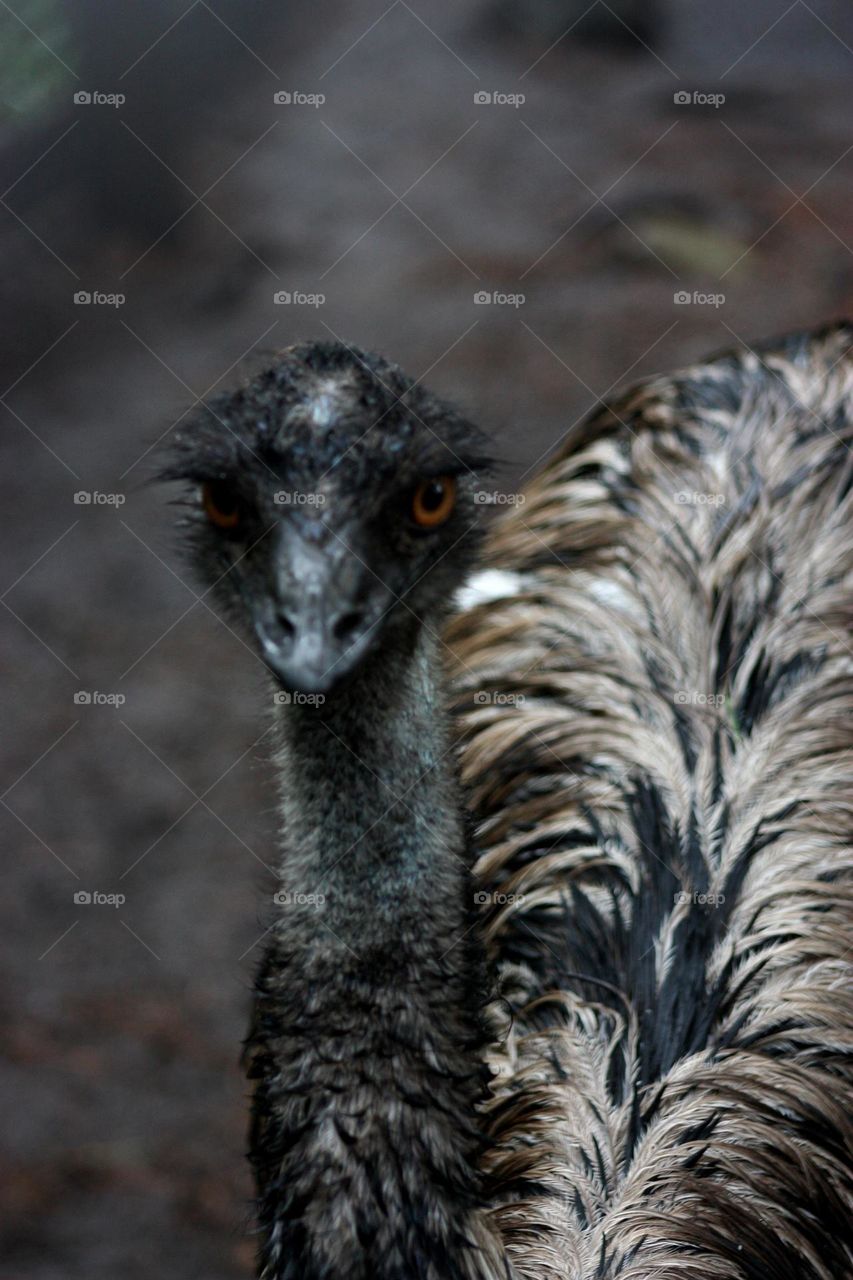 Ostrich