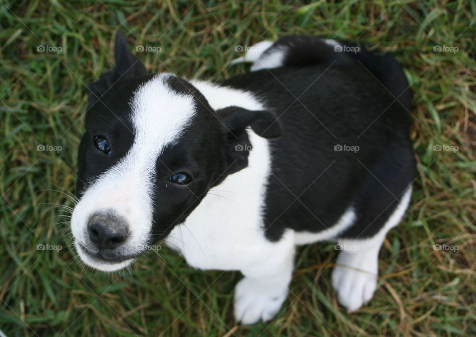 High angle view of border collie puppy